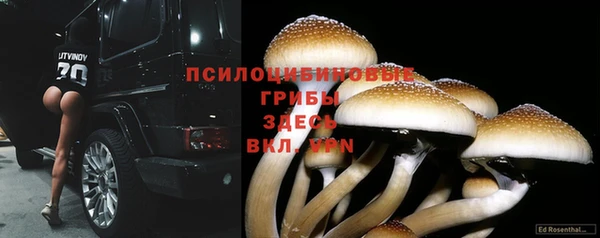 стаф Гусев